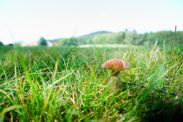 Birkenpilz auf einer Wiese
