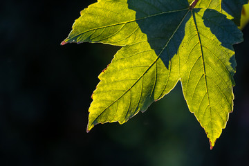 Leuchtend grüne Blätter eines Ahornbaumes lassen das Gegenlicht und Sonnenlicht durchscheinen und zeigen den goldenen Oktober und goldenen Herbst von seiner schönsten Seite
