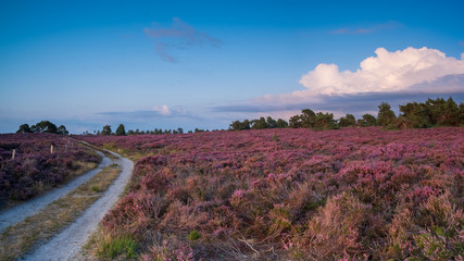 Heather hills of Sallandse Heuvelrug