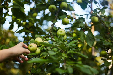 hand reaches for an apple growing on a tree