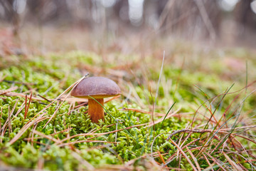 grzyby w jesiennym lesie © bodzio81