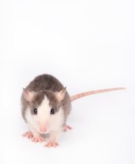 Funny young rat isolated on white. Rodent pets. Domesticated rat close up.