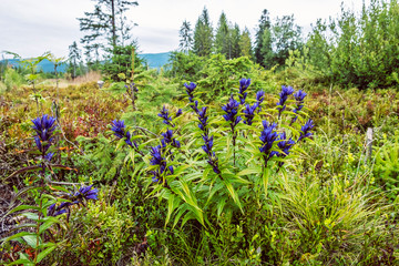 Willow gentian - Gentiana asclepiadea, Babia hora hill, Slovakia