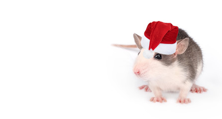 Funny young rat isolated on white. Rodent pets. Domesticated rat close up.