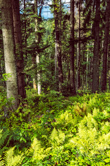 Fototapeta na wymiar Coniferous forest, Babia hora, Orava, Slovakia