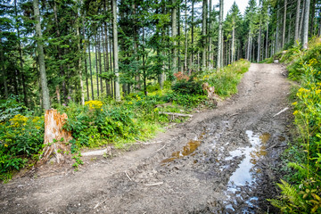 Coniferous forest, Babia hora, Orava, Slovakia