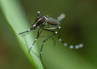 Dengue mosquito hanging on grass leaf