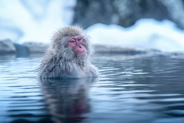 Türaufkleber Asien bereisen. Der Rotwangenaffe tränkt sich im Wasser, um die Kälte glücklich zu entspannen. Im Winter sehen Sie Affen in Hakodate, einer beliebten heißen Quelle. Die Schneeaffen baden in Japan. © Thirawatana