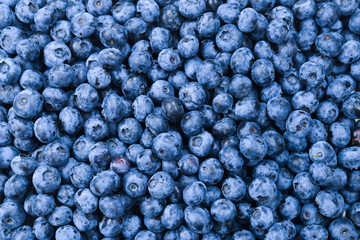 Fresh blueberry background. Texture blueberry berries close up.