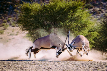 Oryx fighting