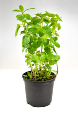 Fototapeta premium Fresh mint in a pot isolated on white background.