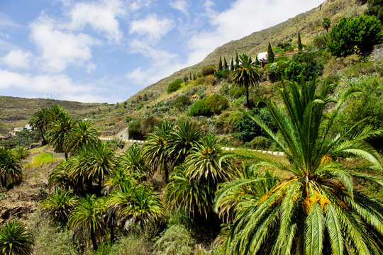 palm forest