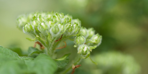 delicate buds of hawthorn blooming in spring park