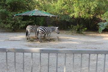 Fototapeta na wymiar two zebras in the park