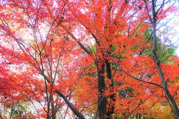 赤、橙、黄、緑、と華やかで艶やかに燃ゆる師走の色彩美