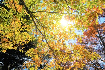 紅葉の木々の中から木漏れ日を見つめる