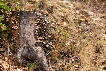 autumnal forest landscape