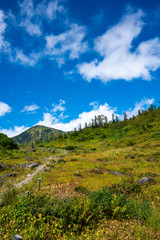 Fototapeta na wymiar 火打山への登山道の途中にある木道の風景