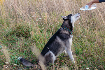 Naklejka na ściany i meble Siberian Husky in nature drinks water from a bottle