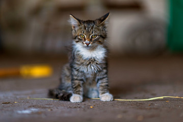 Portrait of a small kitten close-up with a strongly blurred background.