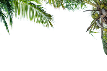 Fototapeta na wymiar Palm tree with isolatd on white background and space for text