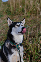 Siberian Husky in nature drinks water from a bottle