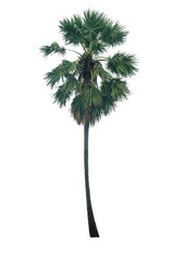 Sugar palm tree isolated on white background