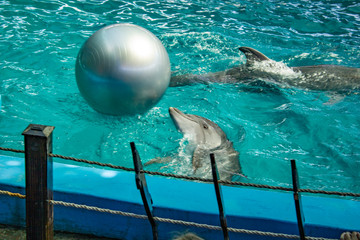 Dolphins play with pleasure and joy in a big bouncy ball