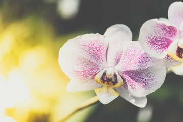 Fototapeta na wymiar Flower (Orchidaceae, Orchid Flower) white purple