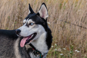 Siberian Husky on the nature, summer. Close-up.