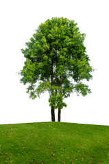 Fototapeta na wymiar Tree isolated on white background