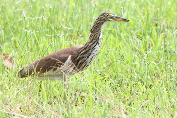 Heron in the grass