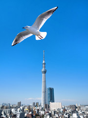 東京スカイツリーとカモメ