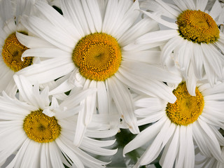 Flowers of chamomile meadow