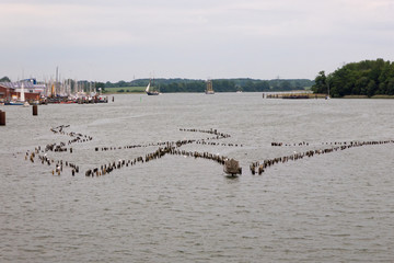 historischer Heringszaun in Kappeln an dem Fjord der Schlei (Ostsee)
