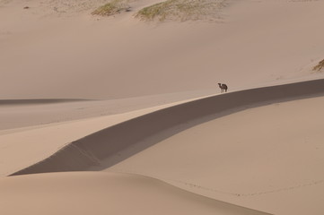 Fototapeta na wymiar Mongolie intérieure, Desert de Badain garant