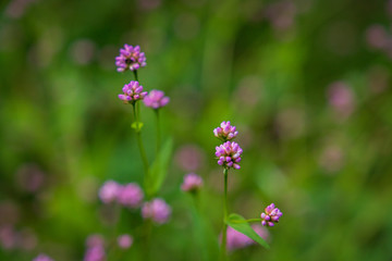 Towada Hachimantai National Park in early autumn