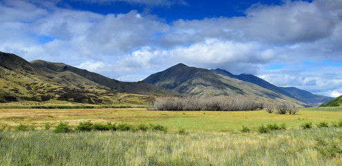 Landscape in New Zealand - dry bushes in front of the mountains. Molesworth station, South Island.