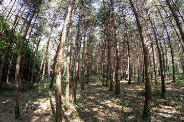 Fototapeta na wymiar Bark of Pine Tree close up. Beautiful pine forest at summer time.