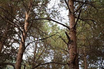 Bark of Pine Tree close up. Beautiful pine forest at summer time.