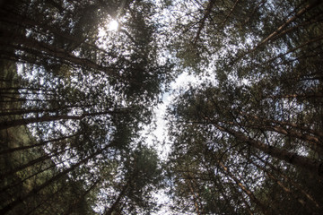 Forest landscape.Beautiful forest nature. Tall old pine trees. Summer sunny day.
