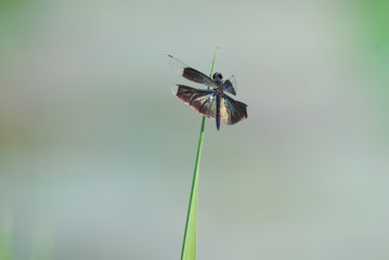 非常に珍しい蝶トンボの写真。蝶のような美しい羽は、非常に優雅