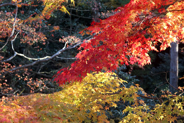 Fototapeta na wymiar autumn in Kyoto