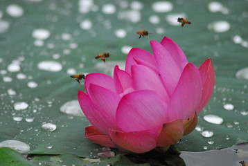 雨上がりの朝、満開のハスの花に４匹の蜂が整列して並んだ瞬間の写真