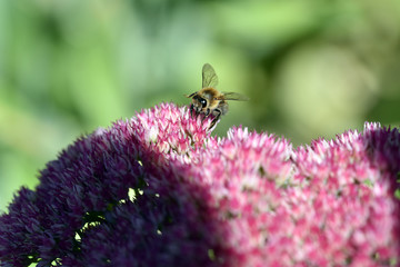 biene honig honigbiene