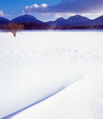 真冬の小田代湿原と貴婦人（白樺の木）の冬景色。冬の嵐で雪が舞い上がる瞬間