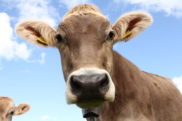 Close up of a healthy Swiss cow
