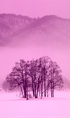 凍結した裏磐梯曽原湖の冬景色。朝霧が朝焼けで赤く染まる