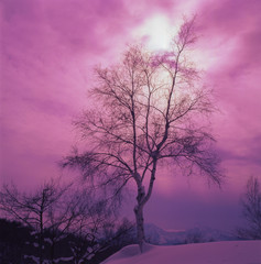 １本の白樺の木と夕焼けに染まった雲から光射す瞬間