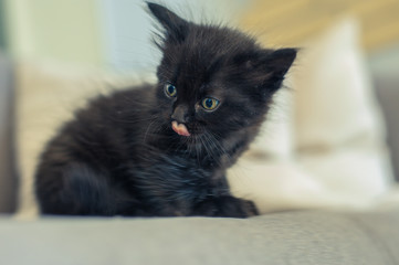 black kitten sits on a sofa and licks its lips
